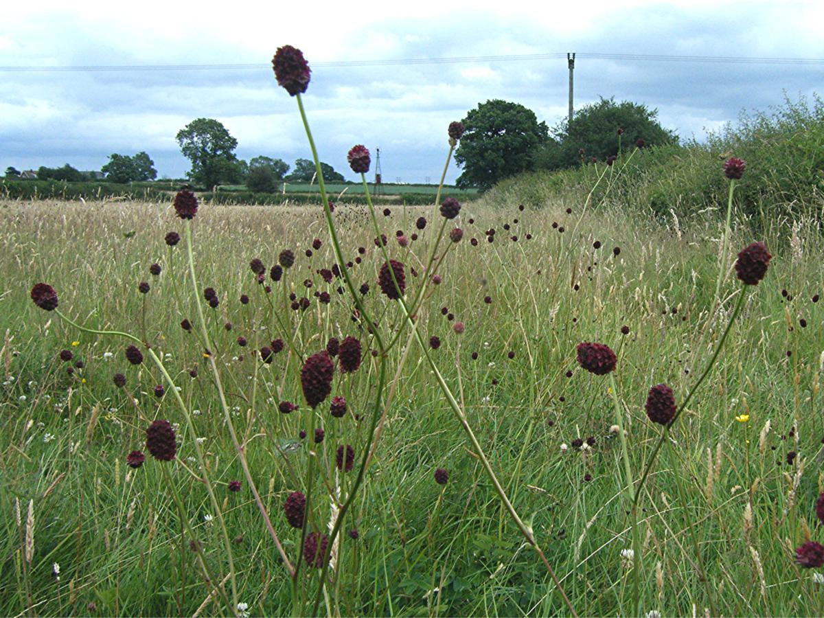 Great Burnet Naturespot